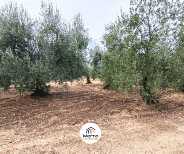 Terreno agricolo in zona Contrada Polvere delle Rose - immagine 7