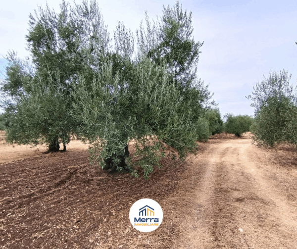 Terreno agricolo in zona Contrada Polvere delle Rose - immagine 5