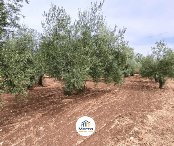 Terreno agricolo in zona Contrada Polvere delle Rose - immagine 6