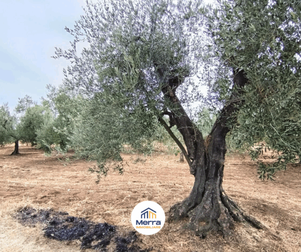 Terreno agricolo in zona Contrada Polvere delle Rose - immagine 3