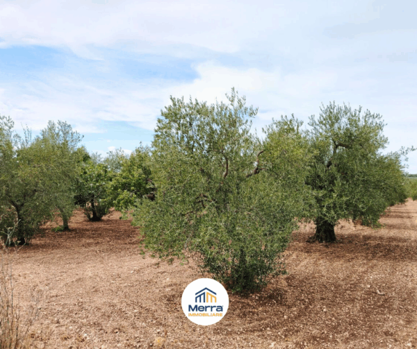 Terreno agricolo in zona Contrada Polvere delle Rose - immagine 4