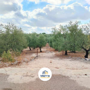 Terreno agricolo coltivato ad uliveto con 70 piante in zona Via Castel del Monte