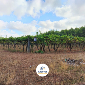 Vigneto di 17 370 mq in zona Contrada Sansaniello